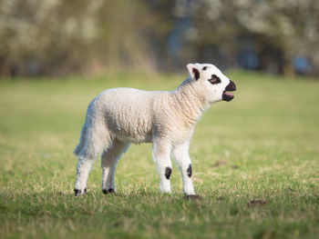 Sheep on field