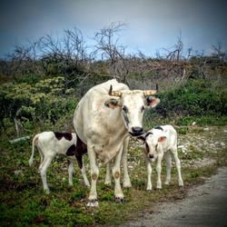 Cows in pasture