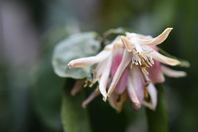 Close-up of flower blooming outdoors