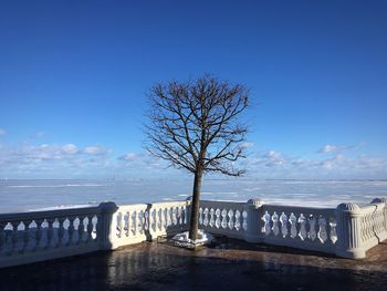 Bare tree by sea against blue sky