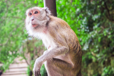 Portrait of monkey sitting on tree