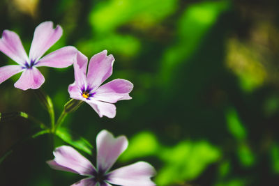 Close-up of pink flowering plant