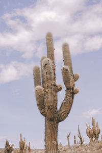 Low angle view of succulent plant against sky