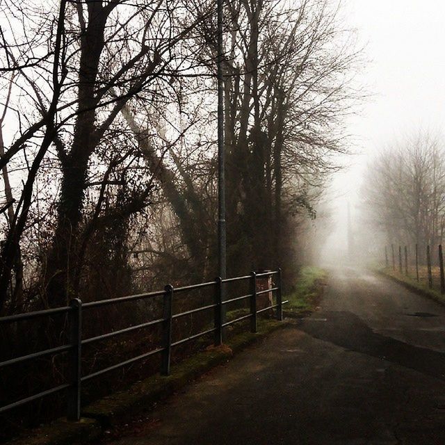 VIEW OF TREES IN FOGGY WEATHER