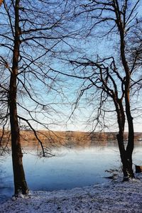 Bare trees on snow covered land against sky