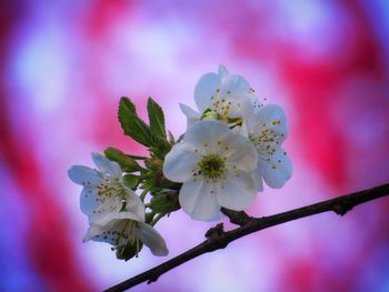 Close-up of cherry blossoms in spring