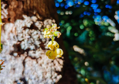 Close-up of plant growing on tree