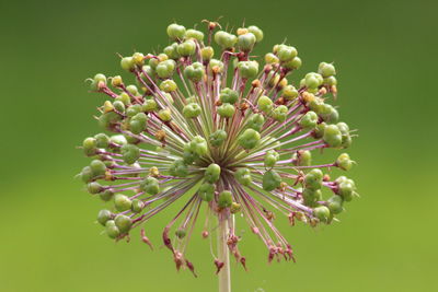 Close-up of flowers