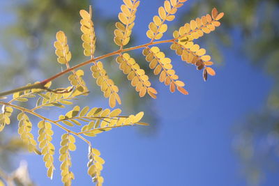 Low angle view of tree against blue sky