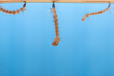 Close-up of fish underwater