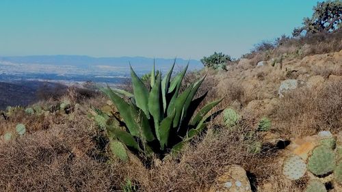 Close-up of cactus growing in desert against sky