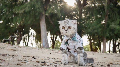 Portrait of a cat sitting on a land