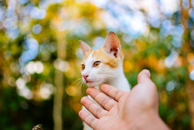 Close-up of hand holding cat outdoors