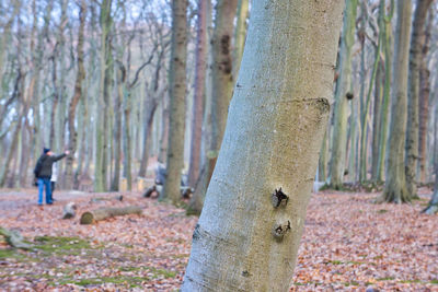 Close-up of tree trunk in forest