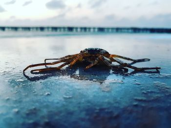 Close-up of spider in sea
