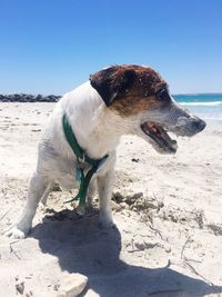 Dog standing on sand at beach against clear sky