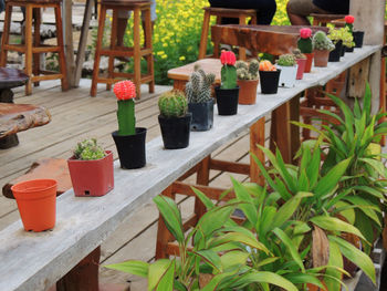 Potted plants on table