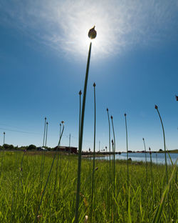 Scenic view of grassy field against cloudy sky