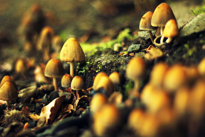 Close-up of mushrooms growing outdoors