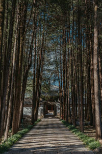 Trees in forest