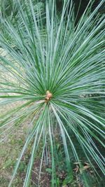 Full frame shot of palm tree