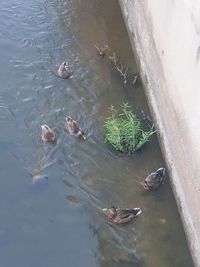 High angle view of ducks swimming in lake