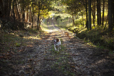 Dog running in a forest