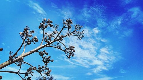 Low angle view of trees against blue sky