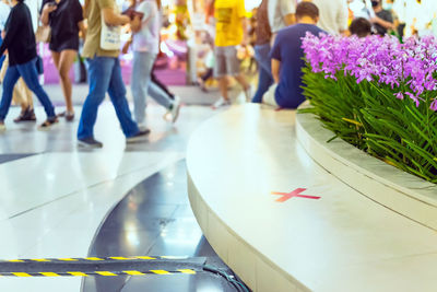 Close-up of purple flowering plants on table