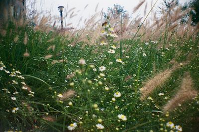 Close-up of flowering plant on field