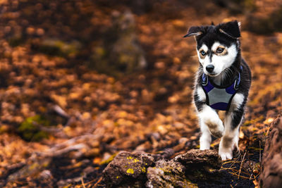 Kuma the siberian husky mix puppy poses in a fall coloured forest