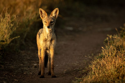 Full length of jackal standing on land