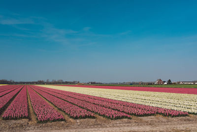 Scenic view of field against blue sky