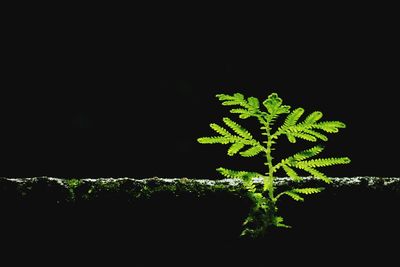 Close-up of plant against black background
