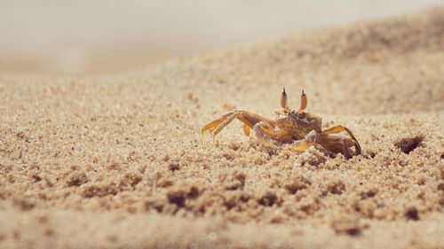 Surface level of crab on sand