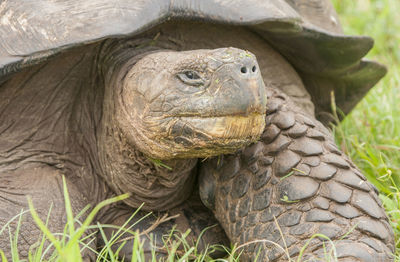 Close-up of a turtle on field