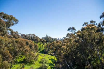 Low angle view of trees against clear blue sky