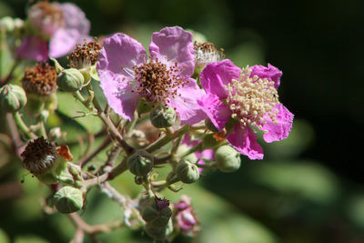 Wonderful flowering of rubus ulmifolius flower or wild blackberry with purple color blooming