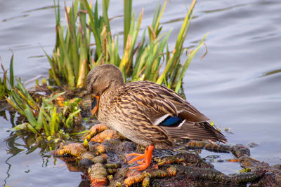 Female malard duck on perching on lakeshore