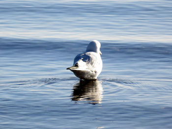 Seagull swimming in sea