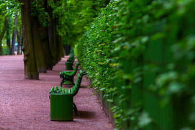 Close-up of green wooden benches near green live wall in a garden or park