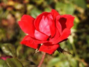 Close-up of red flower blooming outdoors