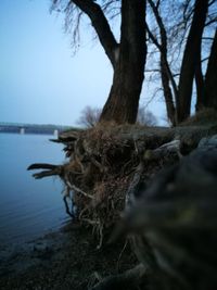 Close-up of squirrel on tree trunk by sea against sky