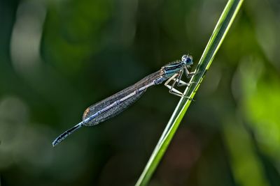 Close-up of dragonfly on plant