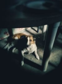 High angle view of dog lying down