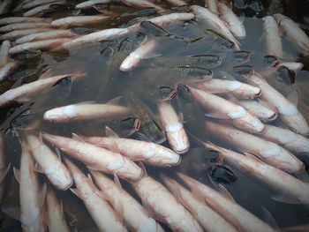 High angle view of fish for sale in market