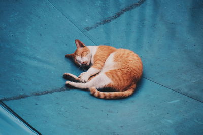 High angle view of ginger cat