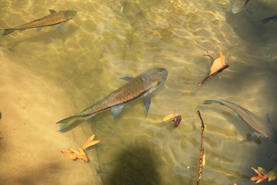 High angle view of fish swimming in water