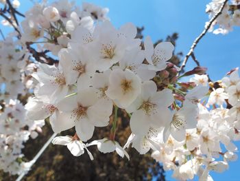 Close-up of white cherry blossoms in spring