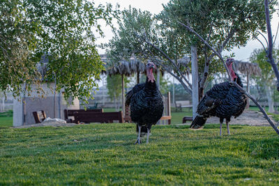 View of birds on grassy field